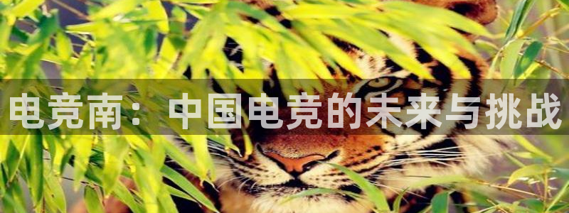 雷火电竞官网入口：电竞南：中国电竞的未来与挑战