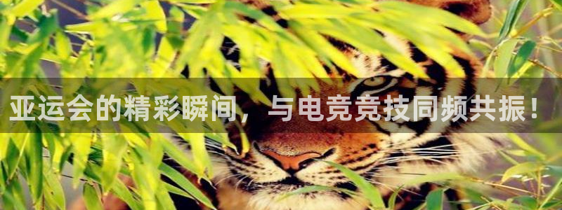 雷火电竞提款多久能到：亚运会的精彩瞬间，与电竞竞技同频共振！