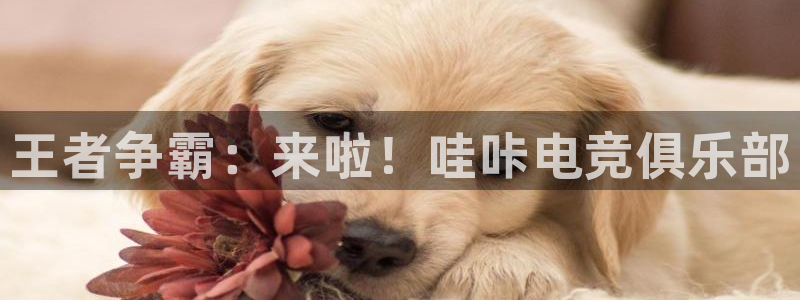 雷火电竞封号：王者争霸：来啦！哇咔电竞俱乐部