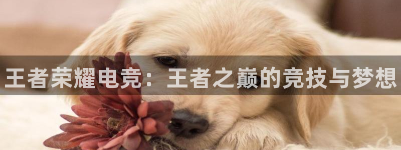 雷火电竞app最新版下载：王者荣耀电竞：王者之巅的竞技与梦想